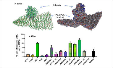 cell polymer interactions
