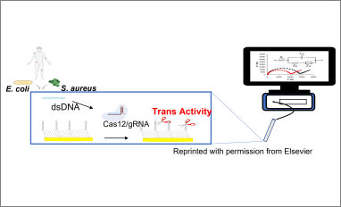 crispr cas12a bacteria