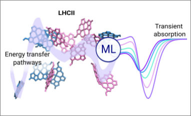 energy transfer photosynthesis