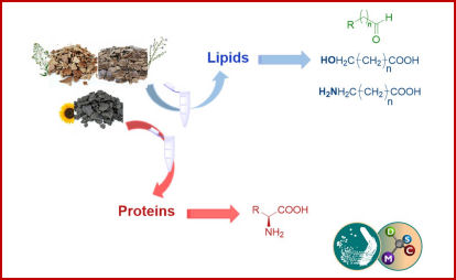 lipasi proteasi bioprocesso