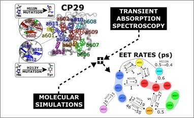 mutation light harvesting cp29