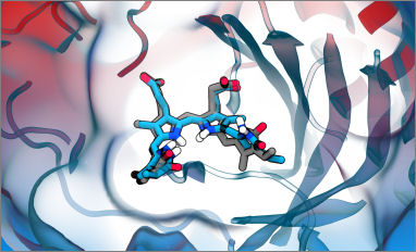 phytochromes activation