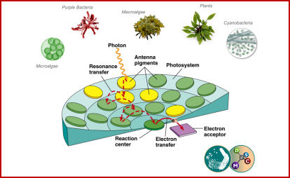 sistemi biologici ambienti poco illuminati
